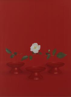 Sarah Charlesworth - Reb Bowls