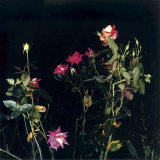 Sarah Jones - The Rose Gardens (Orange) I, 2002