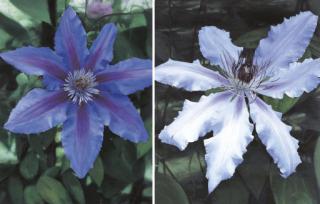 Satoshi Furui - Flowering: Blue Clematis with Seven Petals & Flowering: White Clematis with Seven Petals