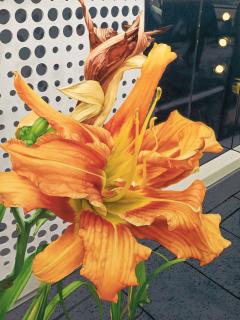 Satoshi Furui - Metaphor of Symbiosis: Strange Lily with Show-Window