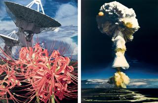 Satoshi Furui - Mushroom Cloud #1008 Encelade; & Metaphor of Symbiosis: Cluster Lily with VLA
