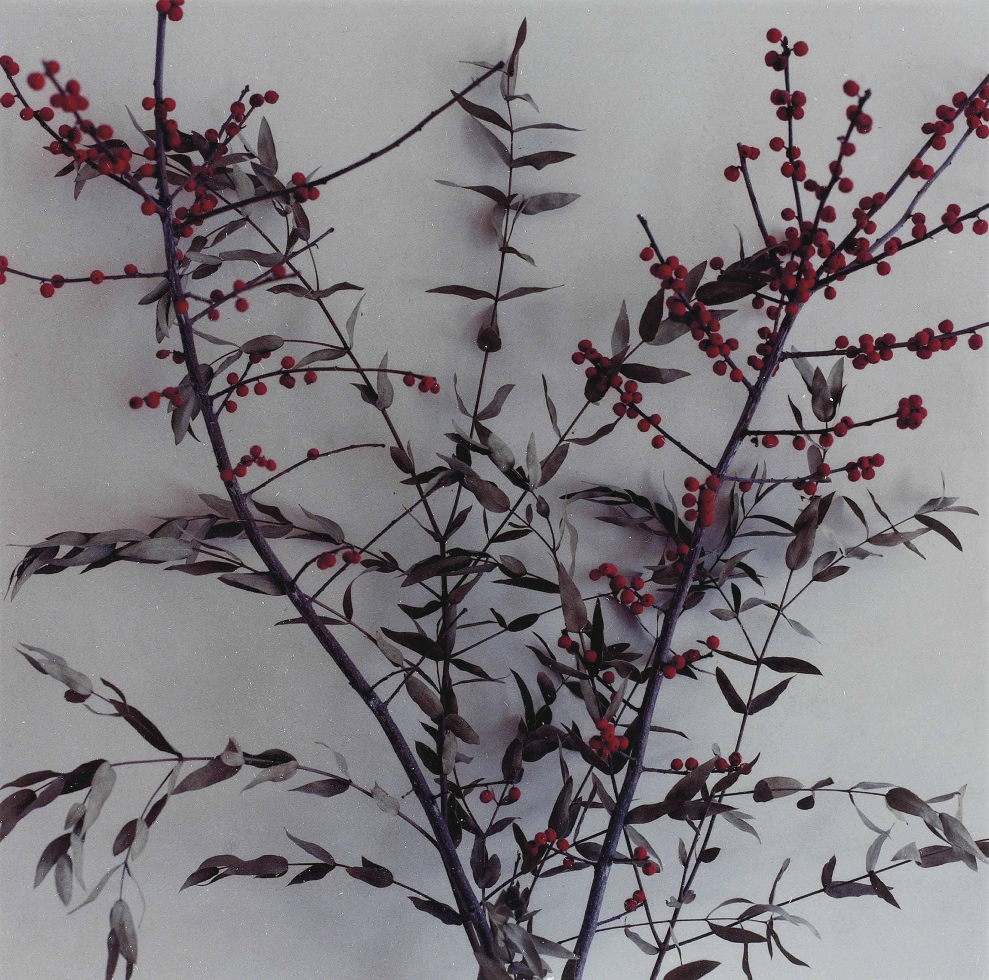 Saul Fletcher - Untitled #77 (Red Berries)