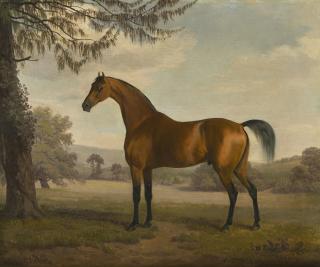 Sawrey Gilpin, R.A. - A Chestnut Arab Stallion In A Landscape