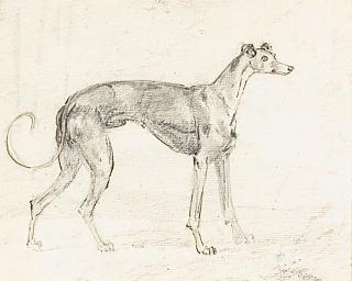 Sawrey Gilpin R.A. - A greyhound