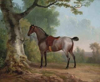 Sawrey Gilpin, R.A. - A saddled strawberry roan hunter, tethered to a tree, in a landscape