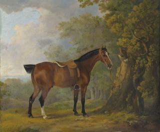 Sawrey Gilpin - A Chestnut hunter in a wooded landscape