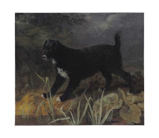 Sawrey Gilpin - A Portrait of the Black and White English Water Spaniel \'Tim\'