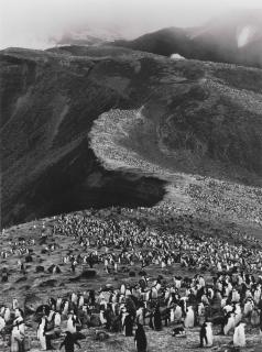 Sebastião Salgado - Chinstrap Penguins (Pygoscelis Antarctica), Deception Island, Antarctica, 2005
