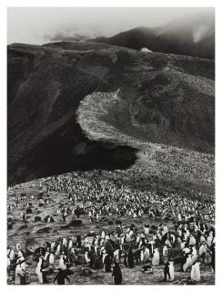 Sebastião Salgado - Chinstrap Penguins (Pygoscelis Antarctica), Deception Island, Antarctica (From Genesis)