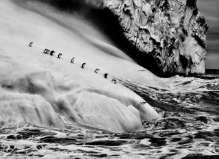 Sebastião Salgado - Chinstrap Penguins, South Sandwich Islands