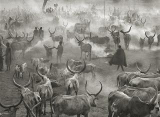Sebastião Salgado - \'Dinka Cattle Camp Of Amak, Southern Sudan\', 2006