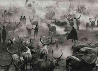 Sebastião Salgado - Dinka Cattle Camp Of Amak, Southern Sudan, Africa, 2006Silver Print. With The Photographer\'S Blind Stamp. On The Reverse, Signed, Titled And Dated In Pencil. Mounted And Framed.