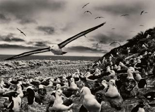 Sebastião Salgado - Îles Malouines