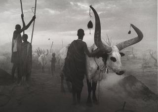 Sebastiao Salgado - Sudan Cattle, 2006