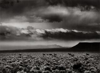 Sebastião Salgado - Wild Horses in Navajo Territory Bordering on the Grand Canyon, Arizona
