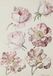 Sebastien Wegmayr - Studies of six roses
