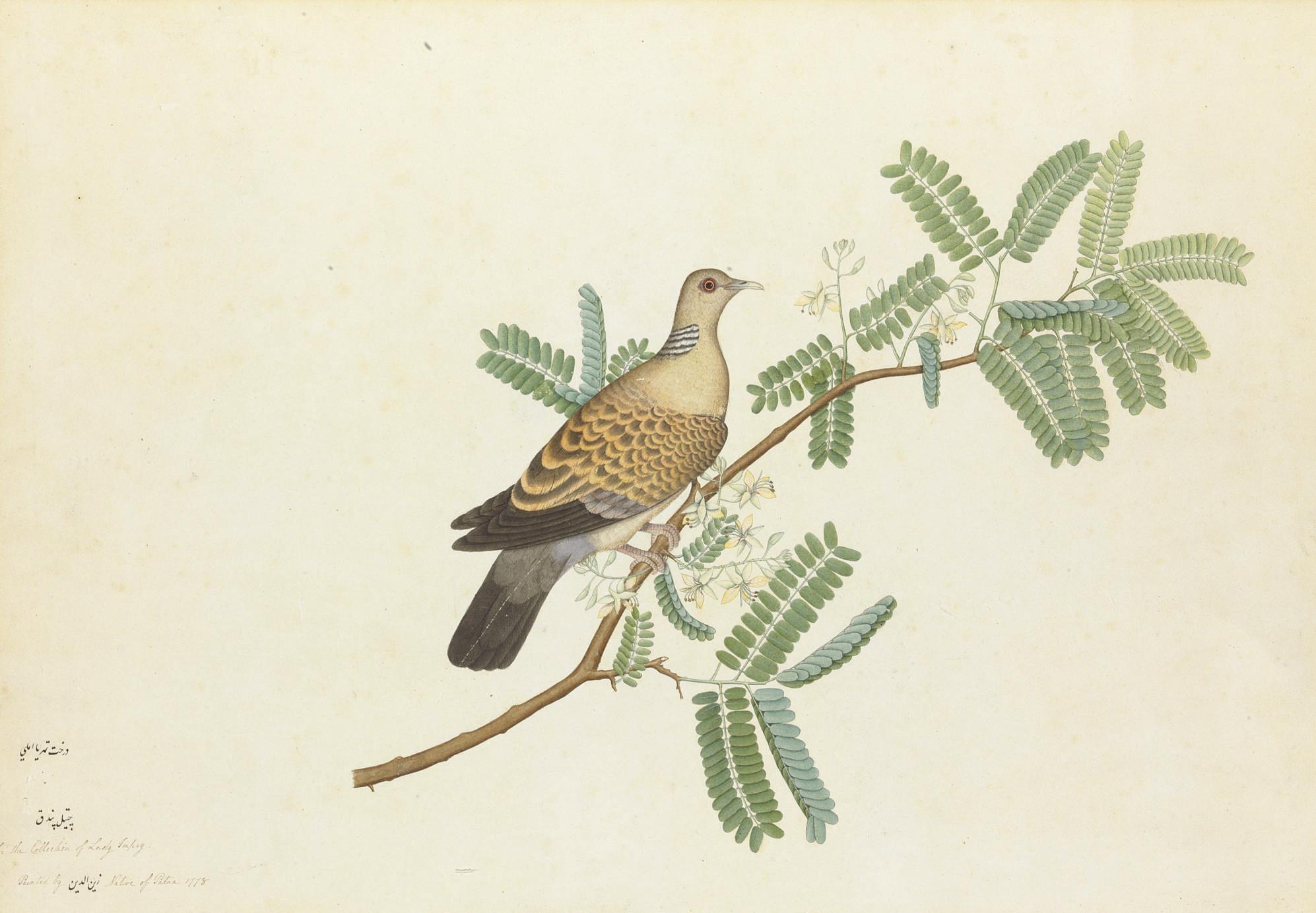 Shaikh Zayn-Al-Din - A collared dove on a branch