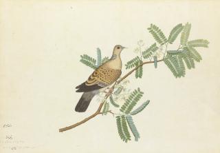 Shaikh Zayn-Al-Din - A collared dove on a branch