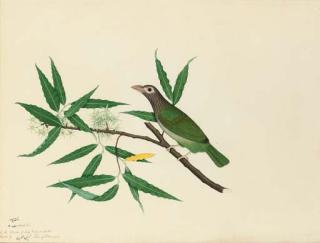 Shaikh Zayn-Al-Din - A Lineated Barbet, Megalaima Lineate, On A Juniper Tree