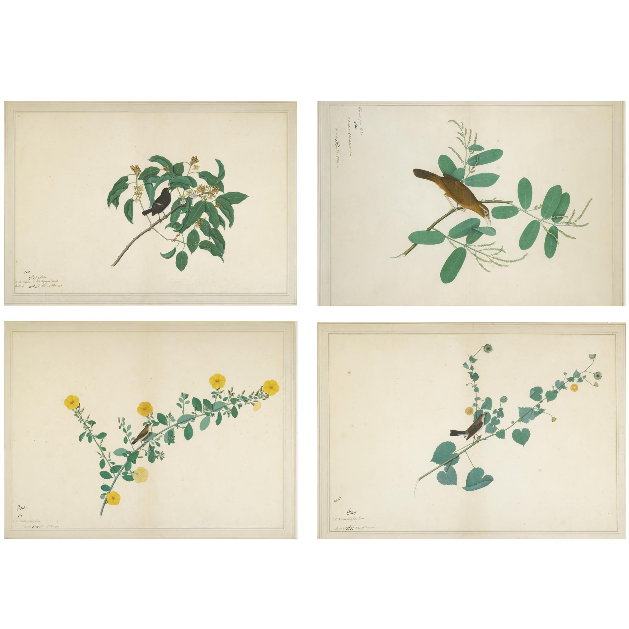 Shaikh Zayn-al-din - A Pied Bush Chat, Perched On A Bassia Clatifolia; A Young Sunbird, Perched On A Reinwardtia Trigina; The Chinese Hwamei Perched On A Bridelia; A Red Breasted Flycatcher Perched On A Alutilon Indicum     