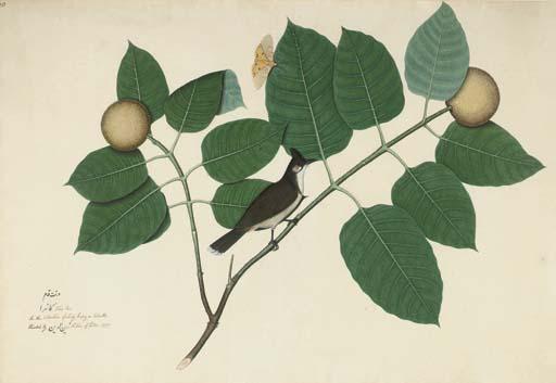 Shaikh Zayn-Al-Din - A Red-Whiskered Bulbul, Pycnontus Jocosus