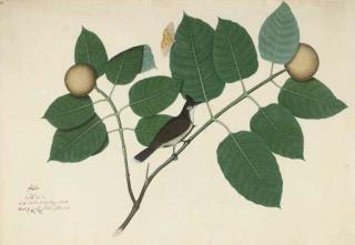 Shaikh Zayn-Al-Din - A Red-Whiskered Bulbul, Pycnontus Jocosus