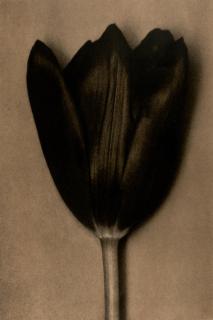 Sheila Metzner - Black Tulip