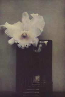 Sheila Metzner - L\'orchidée de Mondrian