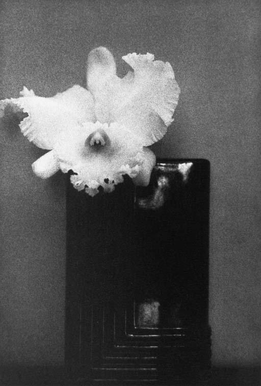 Sheila Metzner - Mondrian Orchid