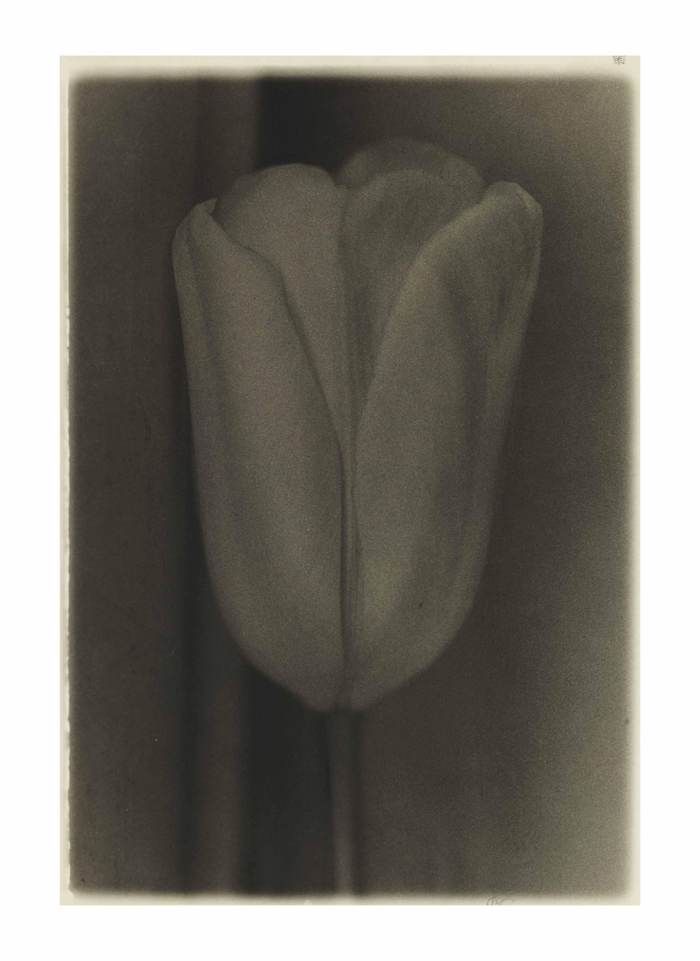 Sheila Metzner - Tulip, 1978