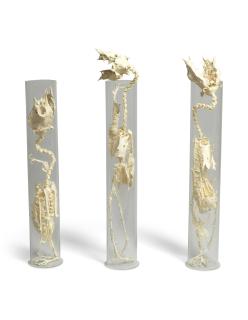 Shen Shaomin - Experimental Studio No. 2 - Sunflower (Three Works)