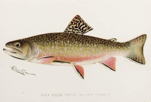 Sherman Foote Denton - A group of six studies of Trout, from the First Annual Report of the Commissioners of Fisheries, Game and Forests