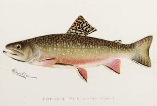 Sherman Foote Denton - A group of six studies of Trout, from the First Annual Report of the Commissioners of Fisheries, Game and Forests