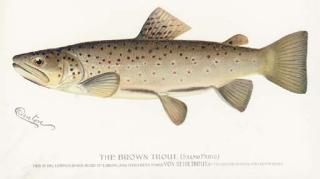 Sherman Foote Denton - First Annual Report of the Commissioners of Fisheries, Game and Forests: Six Plates