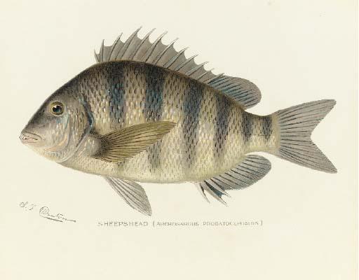 Sherman Foote Denton - [Studies of Fish]: Eight Plates