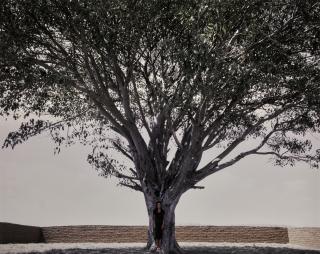 Shirin Neshat - Tooba Series