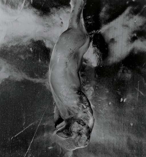 Shomei Tomatsu - Beer Bottle after the A-Bomb Explosion, 1961