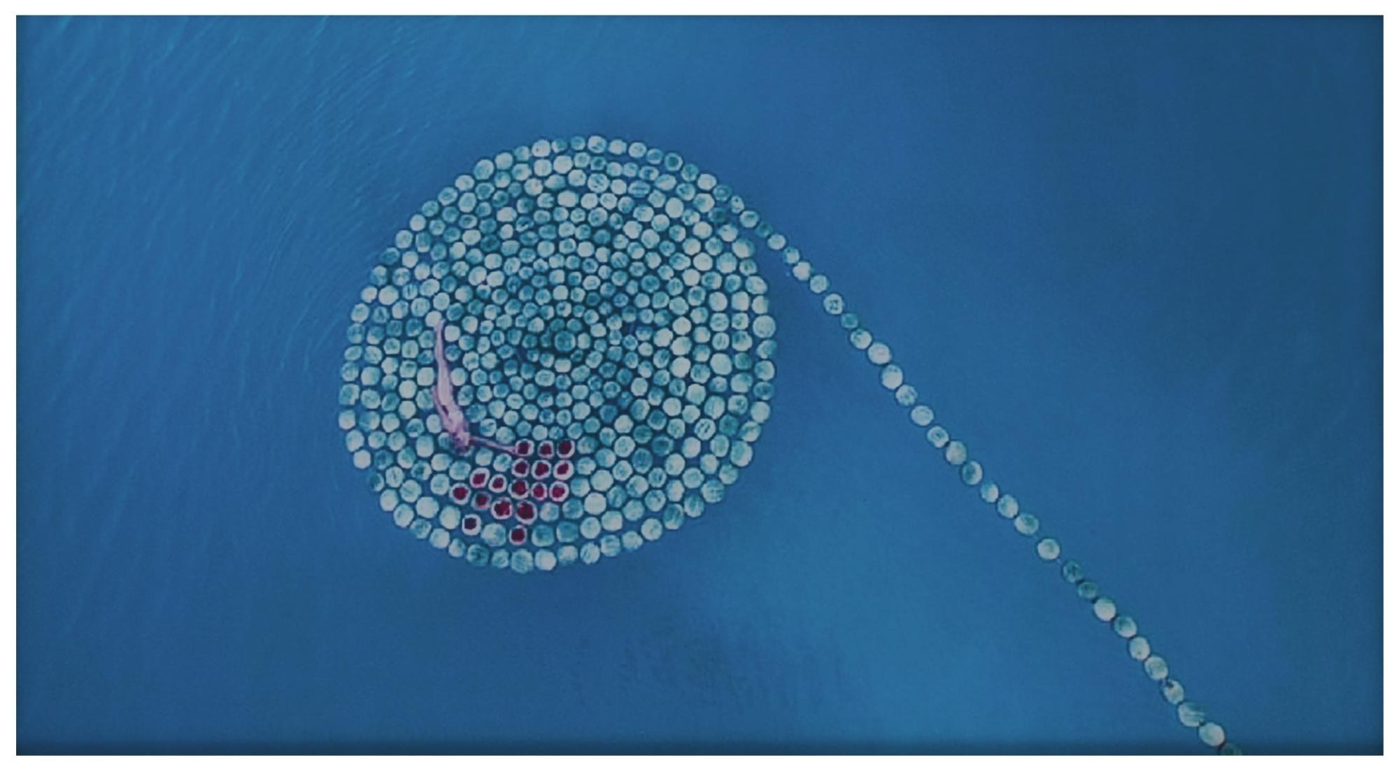 Sigalit Landau - Frame From Deadsee (Tif 9)