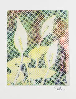 Sigmar Polke - Calla
