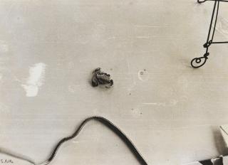 Sigmar Polke - Scorpion