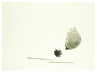 Silvia Bächli - Sans titre