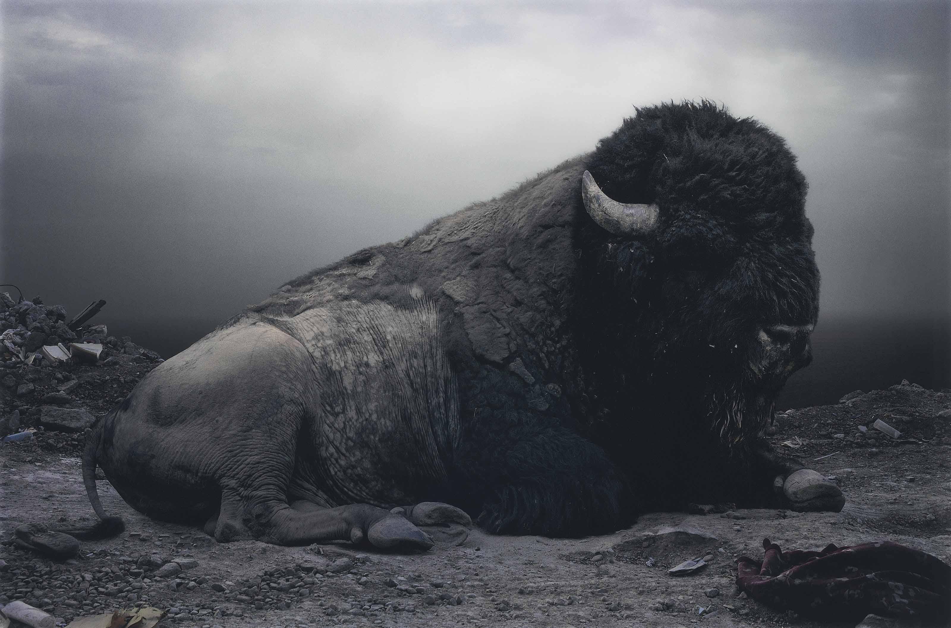Simen Johan - Untitled #153, from Until the Kingdom Comes, 2008