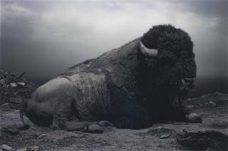 Simen Johan - Untitled #153, from Until the Kingdom Comes, 2008