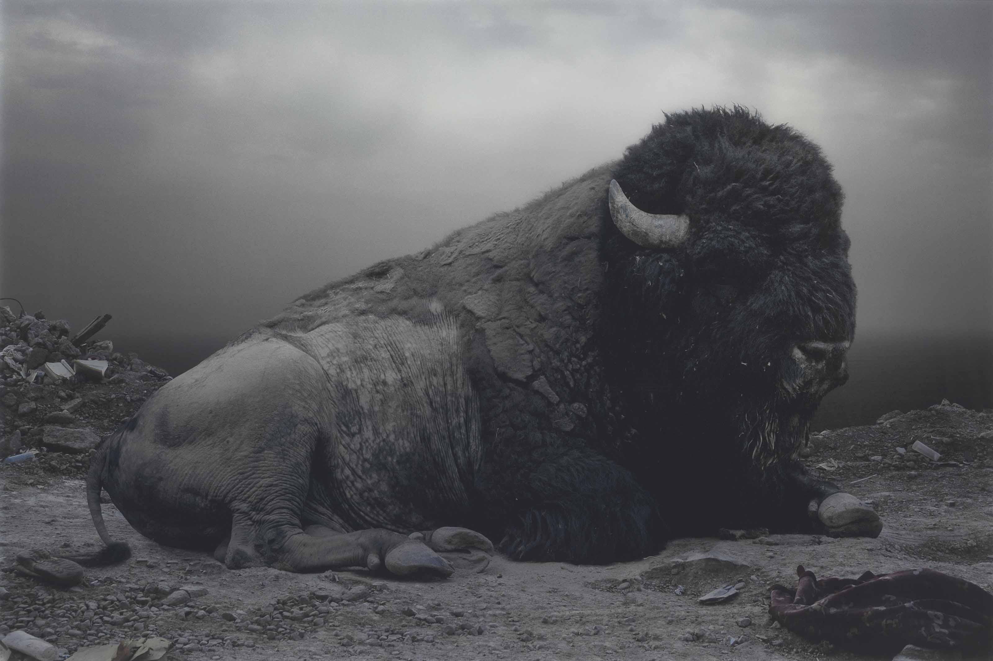 Simen Johan - Untitled #153, from Until the Kingdom Comes, 2008