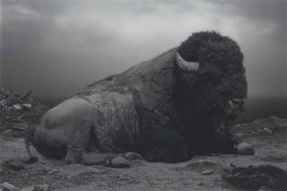 Simen Johan - Untitled #153, from Until the Kingdom Comes, 2008