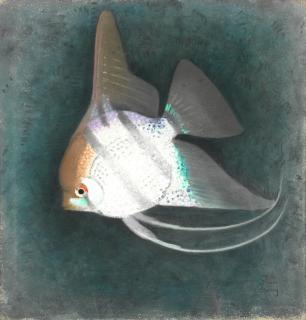 Simon Albert Bussy - Angel Fish