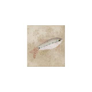 Simon-Albert Bussy - Gurami Fish