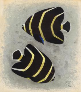 Simon Albert Bussy - Poissons Coralliens Noir a Bandes Jaunes