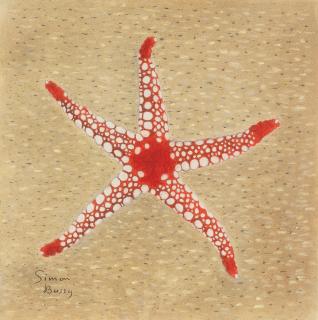 Simon Albert Bussy - Starfish