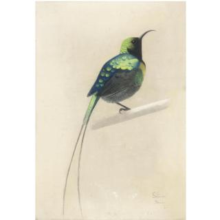 Simon-Albert Bussy - Sunbird